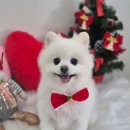 아모르 댕 이미지