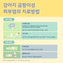 대흥동물병원 네이버블로그