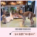 성화열쇠 | 홍대 아이랑 가볼만한 곳 | 테이블에이 실내동물원 홍대데이트 방문후기