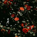 미스동백 이미지