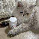 미미 펫 그루밍 | 고양이 구토 색 관리 후 잘 먹고 잘 움직임