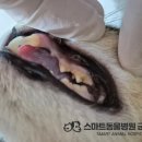 스마트동물병원 군자점 이미지