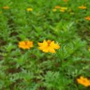 꽁비엔(CONG VIEN) 이미지