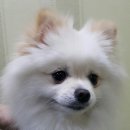 샐리동물병원 이미지