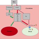 Re:Tryptophan Metabolic Pathways and Brain Serotonergic Activity: A Comparative Review 이미지