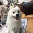 제퍼니즈