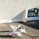 부산애견호텔 강아지유치원 애견미용 맘바이 수영구점 이미지