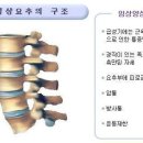 [총정리] 척추 염좌 이미지