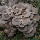 최종수농장 이미지