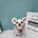 멍지펫살롱 이미지