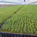 영림목장 이미지