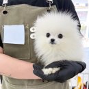 오독안심분양센터 강아지분양 고양이분양 하남점 | 하남강아지분양을 고민할 때 꼭 알아야 할 현실적인 준비