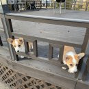 코코 앤 루루(COCO and LULU) | 속초안에서의 휴식 _ 속초여행코스 속초 오션뷰스파펜션 코코앤루루