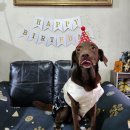 잘자요 #609 Chase barkday! 이미지