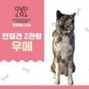 32 | 우메 2번째 헌혈 후기.