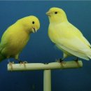 카나리아 이미지