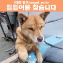 (강아지 실종신고) 갈색 믹스견 튼튼이를 찾습니다. 사례금 드립니다 이미지