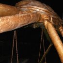 대진항 대게공원 이미지