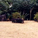 의귀리마을 이미지