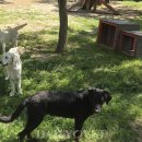 맥시펫(Maxi Pet) | “이 곳이 바로 개·고양이 천국 로얄캐닌 프랑스 본사 펫센터 방문기 - 수의사 이학범