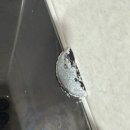 시장로 | 부평구 시장로 길리슈빌 반려견 키운 집 입주 전 털 제거·소독 살균 청소 후기｜다인크린