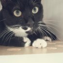 코코보노 고양이호텔 이미지