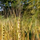 수지 토종농장 이미지