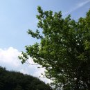 영락1농로 이미지