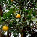 광령귤나무 이미지