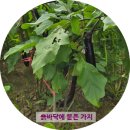 왕초보도 가능한 텃밭 가꾸기 | 왕초보 텃밭가꾸기 가지 수확 가지파스타