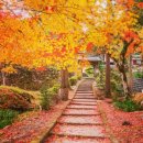 (마감)11/30(일)~12/4 교토오사카 단풍트레킹 자유여행 이미지