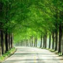 군청 메타세콰이어길 이미지