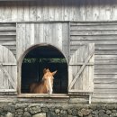 요나목장 이미지