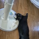 다나은동물약국 이미지