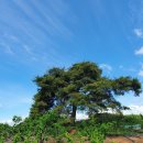 큰소나무농장 이미지