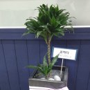 사파동358 이미지