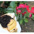 바나나약국 이미지