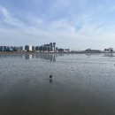 오이도 반려동물 동반 카페 &amp; 식당 추천 : 투슬로우커피·큰손칼국수 후기 (바닷길 산책 코스까지!)