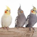 조형선외과동물병원 이미지