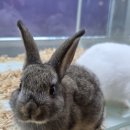 와우펫앤쥬 양산점 이미지