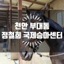 대술면행정복지센터 버스정류장 | 접근성 좋은 천안승마센터 정철희 국제승마센터에서 승마 체험