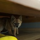 프리미엄 펫토리 이미지