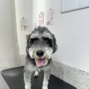 주주 펫 살롱 | 창원애견미용실 코지살롱-창원상남동애견미용/창원슈나우저미용/창원푸들미용/창원포메미용/1:1맞춤창원...