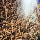 청정흑염소 이미지