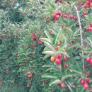 수림농장 이미지