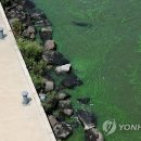 대통령공원 진돗개 이미지