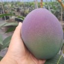 자래리농장 이미지