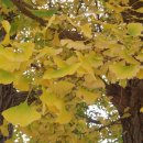 마장4리 이미지