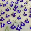 압화만들기 이미지