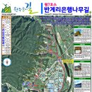 원주굽이길 원7코스 반계리은행나무길 이미지
